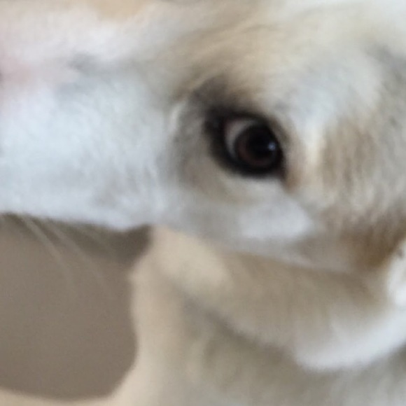 Meet your Posher, Daniel - Picture 1 of 1